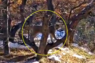 El susto de una familia cordobesa que se cruzó con un puma en El Chaltén y que hizo llorar a un bebé