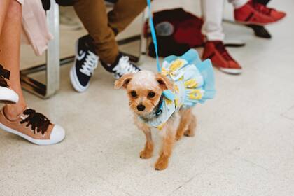 Su perra Tita fue una de las grandes protagonistas del casamiento. La pareja lookeó a su mascota con un vestido de estampado con flores y alitas de mariposa.