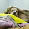 Desde el colectivo, vio cómo tres hombres revoleaban un cachorro y se bajó para ayudar