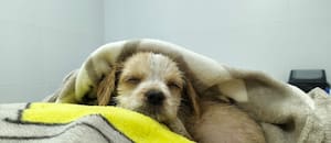 Desde el colectivo, vio cómo tres hombres revoleaban un cachorro y se bajó para ayudar