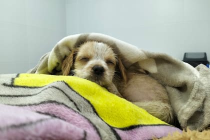 Desde el colectivo, vio cómo tres hombres revoleaban un cachorro y se bajó para ayudar: “Lo atajé en el aire y corrí”