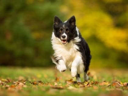 El border collie, la raza que tiene el talento especial de reconocer los nombres de varios objetos