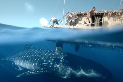 Kon Tiki recrea la epopeya de Thor Heyerdahl que probó que era posible que habitantes de América del Sur hayan llegado a la Polinesia