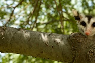 El hospital de Costanera Sur que recupera a pacientes con garras y colmillos