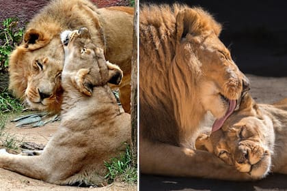 Hubert y Kalisa: una pareja de leones con un vínculo muy especial