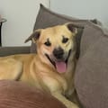 Deambulaba bajo la lluvia, le abrió la puerta del auto para ofrecerle comida pero el animal buscaba algo más