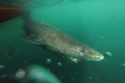 Este tiburón de Groenlandia podría haber nacido en 1505, un año antes de la muerte de Cristóbal Colón