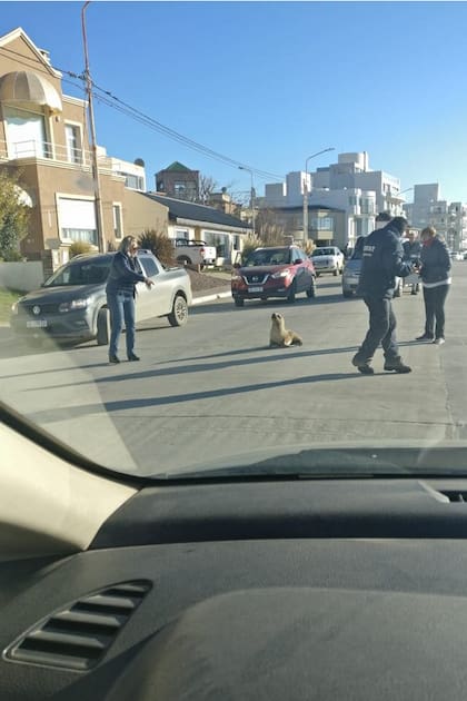 Un lobo marino fue filmado y fotografiado sobre la calle Rawson