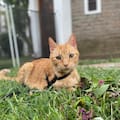 Lo adoptó al verlo en la jaula de una veterinaria y la vida de ambos cambió