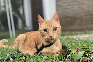 Lo adoptó al verlo en la jaula de una veterinaria y la vida de ambos cambió