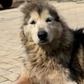 Sin una oreja y con una pata cortada, fue rescatada del comercio de carne de perro en China
