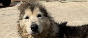 Sin una oreja y con una pata cortada, fue rescatada del comercio de carne de perro en China