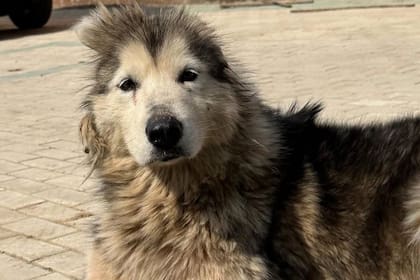Sin una oreja y con una pata cortada, fue rescatada del comercio de carne de perro en China: “Sobrevivió al horror”