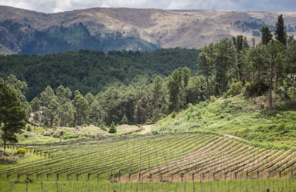 Viñedos en la Bodega Las Cañitas.