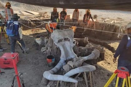 Expertos en México encontraron 200 esqueletos de mamut en la construcción de un aeropuerto