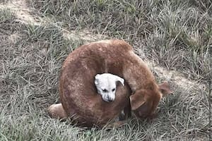 La encontraron sin fuerzas pero en un estado que conmovió a todos: “Protegía a su cachorro”