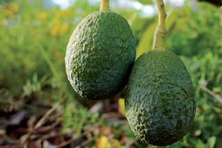 Los peligros de consumir palta