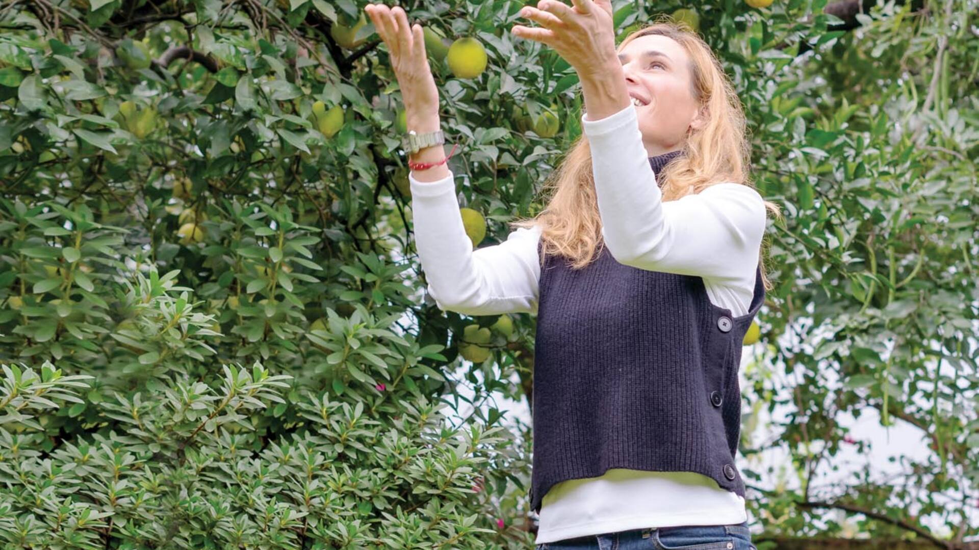 El limonero prospera en casi todas las huertas donde no hay heladas o donde las heladas son breves y poco intensas.