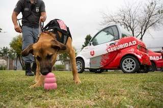 Buscan nombres para dos cachorras que ayudarán a combatir el narcotráfico