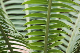 Cuáles son las plantas que convivieron con los dinosaurios y llegaron a nuestros días