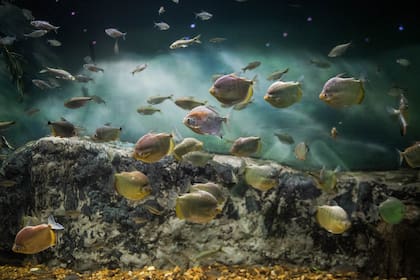 Peces del delta del Paraná en el Acuario del Río Paraná.