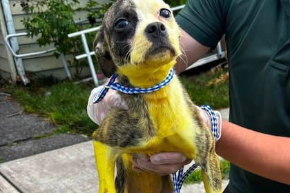 La abandonaron en un departamento y, cuando la encontraron, se llevaron una sorpresa con su pelaje: “El amarillo era extremo”