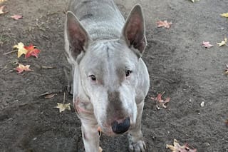 Vagaba por las cercanías de un parque de hasta que alguien lo vio: “Hacía un año que pedía ayuda”