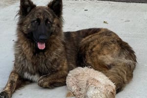 Se escaparon de casa, caminaron sin rumbo y los rescataron en un extraño incidente de tránsito