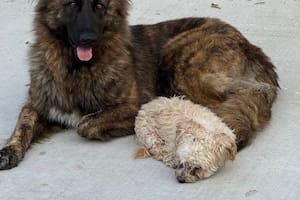 Se escaparon de casa, caminaron sin rumbo y los rescataron en un extraño incidente de tránsito