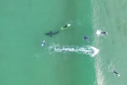 El momento que el temido tiburón intenta atacar al grupo de surfistas en Sudáfrica