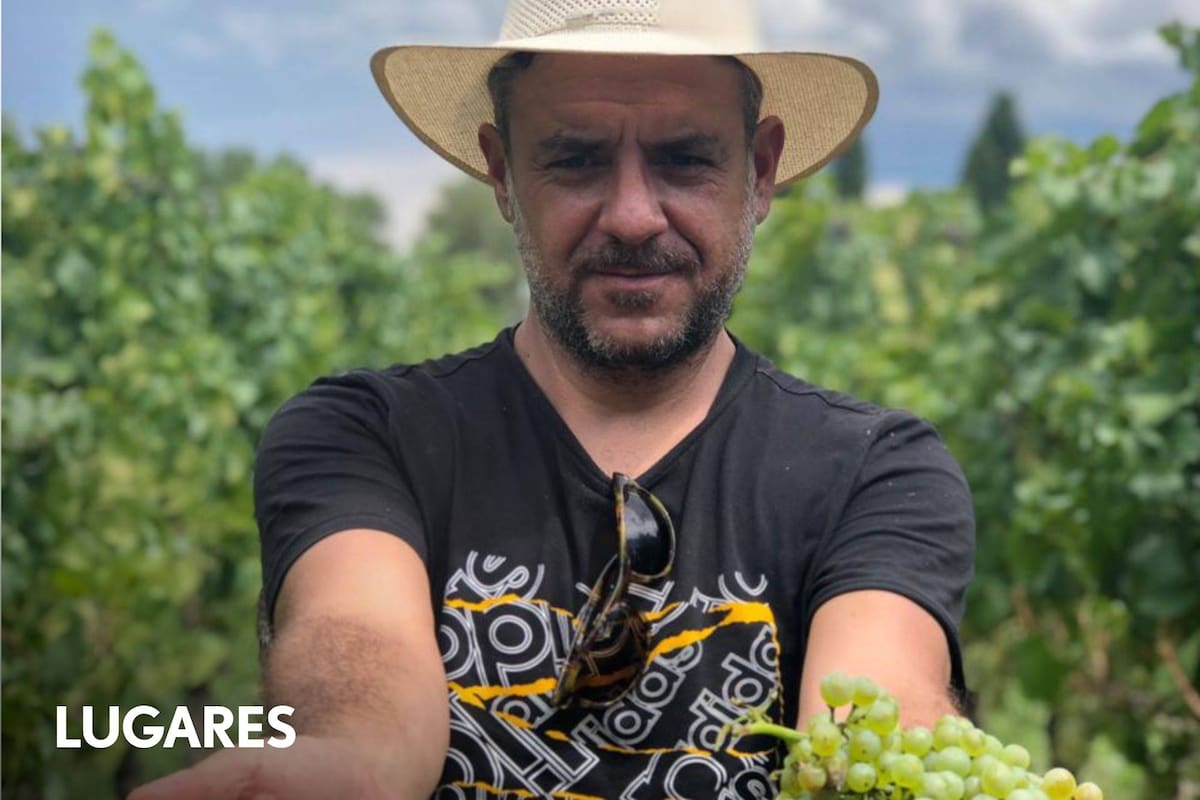 Mauro Villarejo cosechando uvas blancas de su propia finca.