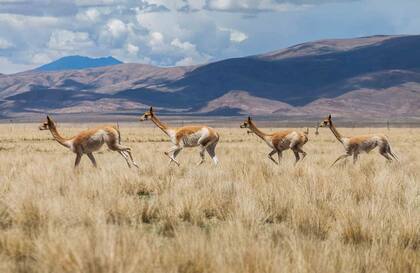 Vicuñas en el Monumento Natural Laguna de los Pozuelos.