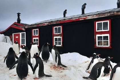 Rodeadas de pingüinos e icebergs: así se pasa la Navidad en la oficina de correos del fin del mundo
