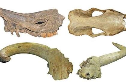01-01-1970 Imagen lateral y frontal del cráneo de 'Ceratotherium simum' (arriba) y vista frontal y posterior del cráneo de 'Bos primigenius' (abajo), ambos encontrados en el yacimiento de Oued al Haï (Marruecos) POLITICA SOCIEDAD JAN VAN DER MADE