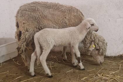 01/01/1970 'Teodoro', el primer cordero modificado genéticamente en España ayudará a entender la fecundación humana. Investigadores del Departamento de Reproducción Animal del Instituto Nacional de Investigación y Tecnología Agraria y Alimentaria (INIA-CSIC) han anunciado este lunes que han generado el primer cordero modificado genéticamente en España. De nombre 'Teodoro', servirá para estudiar fallos reproductivos en animales de granja y como modelo para entender la fecundación en la especie humana. SALUD INIA-CSIC