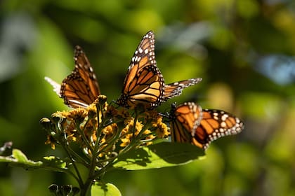 01/03/2022 Mariposa monarca, uno de los atractivos turísticos de Michoacán (México) ECONOMIA ERIC SANCHEZ VAZQUEZ