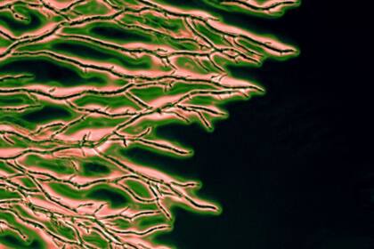 01/04/2024 Micelio hifal POLITICA INVESTIGACIÓN Y TECNOLOGÍA MAXIM OHAIRWE