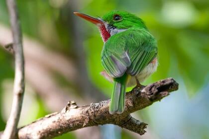 01/08/2024 El cortacubas de pico ancho es un miembro del grupo de aves Coraciimorphae. POLITICA INVESTIGACIÓN Y TECNOLOGÍA UNIVERSIDAD DE CAMBRIDGE