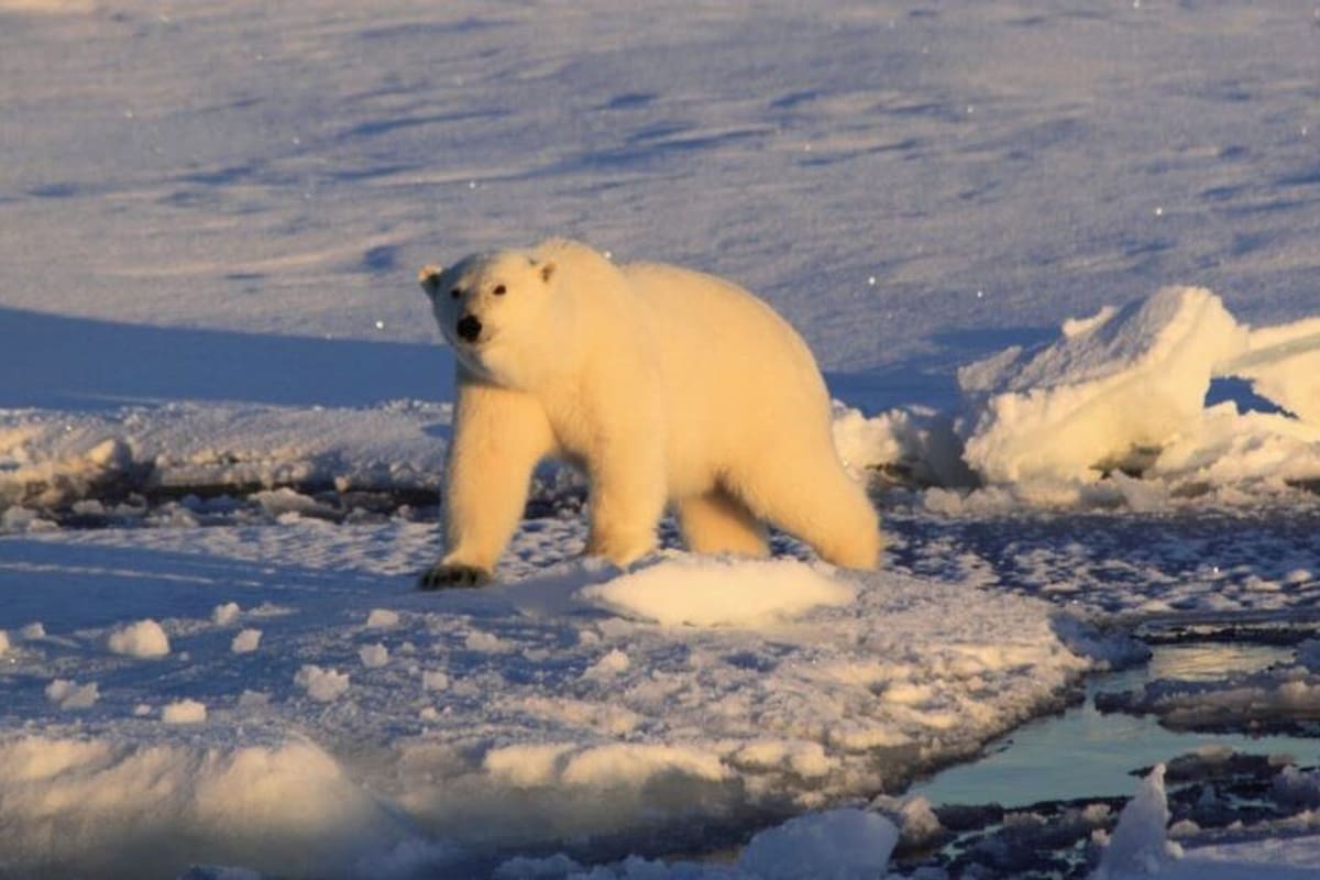 01/09/2023 Un oso polar fotografiado en el Mar de Groenlandia en septiembre de 2012.. Científicos han cuantificado, por primera vez, un vínculo directo entre las emisiones de gases de efecto invernadero (GEI) y la supervivencia del oso polar. POLITICA INVESTIGACIÓN Y TECNOLOGÍA CECILIA BITZ/UNIVERSITY OF WASHINGTON