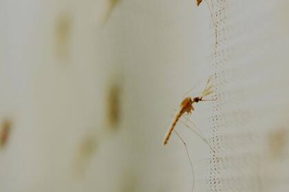 02-05-2020 Mosquito Anopheles gambiae, transmisor de la malaria. POLITICA SALUD EUNHO SUH, PENN STATE