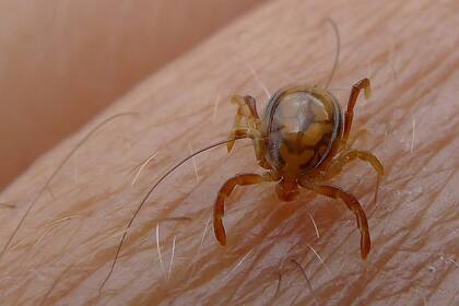 02/07/2013 Garrapata MADRID SALUD ESPAÑA EUROPA FLICKER/JOHN TANN