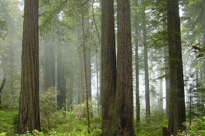 02/07/2018 La madera y la corteza de todos los árboles del planeta están formadas por una única capa de células no más ancha que la punta de una aguja POLITICA INVESTIGACIÓN Y TECNOLOGÍA AUSTRALIA OCEANÍA UNIVERSIDAD DE MELBOURNE