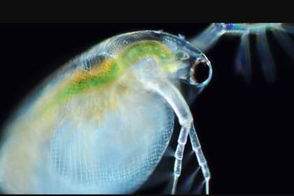 02/08/2022 El crustáceo de agua dulce Daphnia (pulga de agua) es un organismo de investigación común en ecología, toxicología, biología del desarrollo evolutivo y otros campos. POLITICA INVESTIGACIÓN Y TECNOLOGÍA PROYECTO AGUA, CC-BY-NC-SA