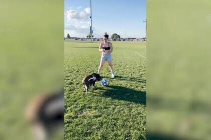 02/10/2023 Esta divertidísima grabación muestra a un cerdo probando suerte como estrella de fútbol . MADRID, 2 (EDIZIONES) El cerdo debutó en el fútbol y ya ha jugado un total de cinco partidos completos trotando por el campo mientras golpea un balón con el hocico. El animal actúa esperando que le den una golosina y le feliciten cada vez que toca el balón. SOCIEDAD YOUTUBE - VIDELO - SHUK YEE TSANG