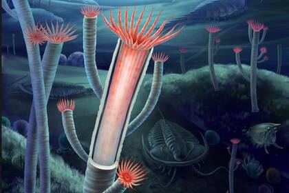 02/11/2022 Reconstrucción artística de Gangtoucunia aspera tal como habría aparecido en vida en el lecho marino del Cámbrico, hace unos 514 millones de años. POLITICA INVESTIGACIÓN Y TECNOLOGÍA XIAODONG WANG/XIAODONG WANG.