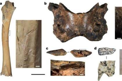 03/07/2024 Ejemplos de especímenes de fauna modificados antropogénicamente y herramientas óseas.. Restos óseos encontrados en una cueva tibetana a 3.280 m sobre el nivel del mar indican que un antiguo grupo de humanos sobrevivió allí durante muchos milenios, según un estudio publicado en Nature. POLITICA INVESTIGACIÓN Y TECNOLOGÍA NATURE (2024). DOI: 10.1038/S41586-024-07612-9