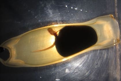 03/07/2024 Embrión de tiburón gato en un huevo. Los efectos combinados del calentamiento y la acidificación de los océanos podrían provocar una disminución catastrófica de la supervivencia de embriones de tiburón para el año 2100. POLITICA INVESTIGACIÓN Y TECNOLOGÍA NOÉMIE COULON