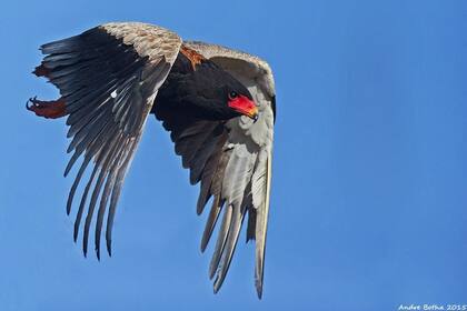 04/01/2024 Un águila volatinera en Sudáfrica. El número de aves rapaces ha ido disminuyendo en todo el continente durante décadas debido a la expansión de la agricultura. POLITICA INVESTIGACIÓN Y TECNOLOGÍA THE PEREGRINE FUND