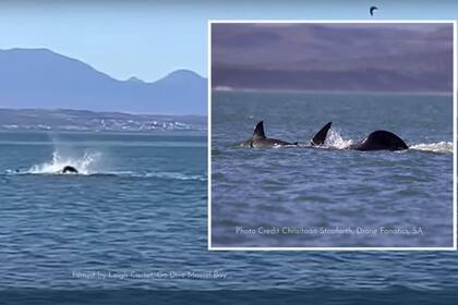 04/03/2024 Escena de una orca devorando un gran tiburón blanco POLITICA EARTH LEGACY FOUNDATION