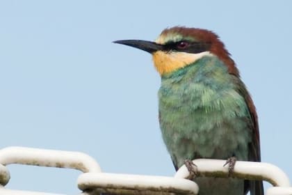 04/08/2022 Las áres de distribución de aves se veran seriamente afectadas por el cambio climático POLITICA INVESTIGACIÓN Y TECNOLOGÍA UNIVERSIDAD DE DURHAM